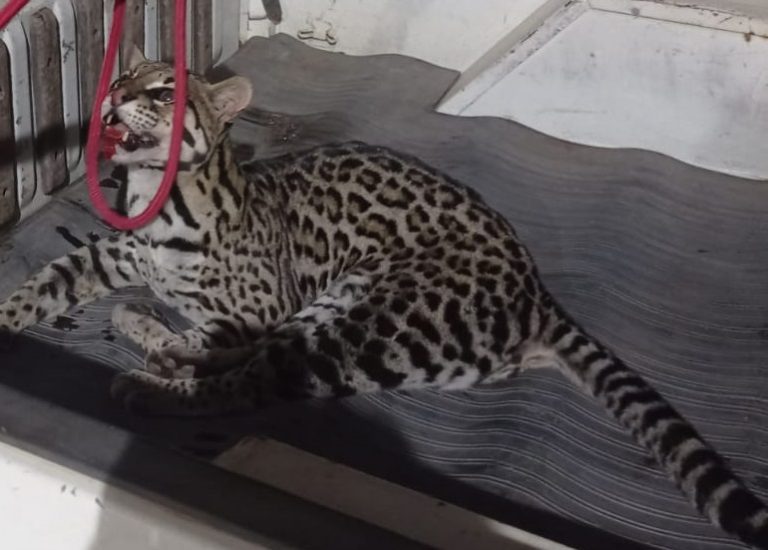 IPAMERI: JAGUATIRICA FICA FERIDA APÓS SER ATROPELADA NA GO 330