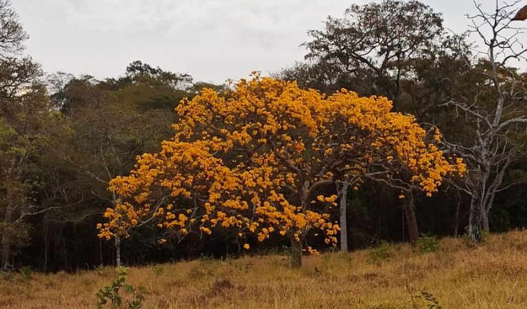 FUTURO DO CERRADO SERÁ DE DESEQUILÍBRIO COM TEMPESTADES E ESTIAGENS SEVERAS, DIZ RELATÓRIO DO IPCC