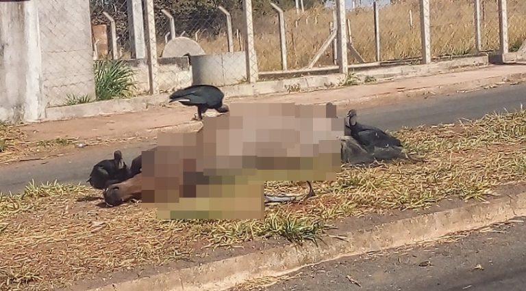 EM CATALÃO, CAVALO É ATROPELADO POR CARRO EM PRINCIPAL AVENIDA DO ALBINO; ANIMAL AINDA ESTÁ JOGADO NO CANTEIRO CENTRAL TRAZENDO MAU CHEIRO