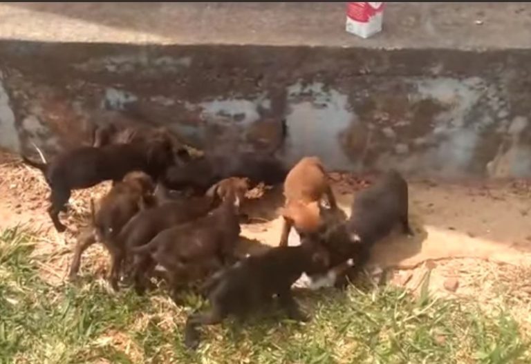 Número de animais abandonados em Catalão aumenta durante a pandemia, diz grupo de proteção