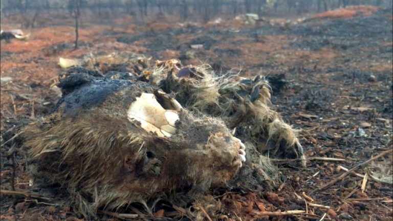 Cachorros morreram queimados no Bairro Village; bombeiros acreditam que fogo foi proposital
