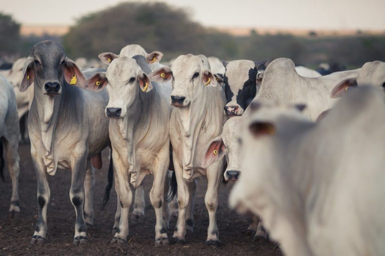 Rebanho bovino cresce 3,5% em Goiás