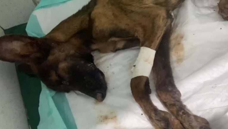 Morre após dois dias internado cachorro que foi jogado no lixo em Catalão