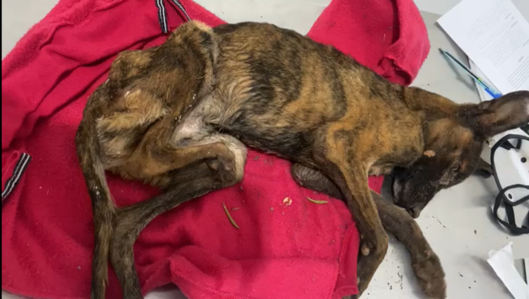 Estado do cachorro que foi jogado no lixo em Catalão é grave, diz veterinário