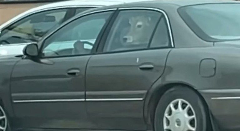 Vaca é vista dentro de carro em fila de drive-thru