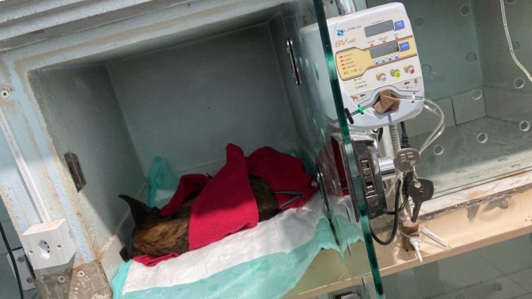 Cachorro descartado em caçamba de lixo, em Catalão, vai se chamar Vitório