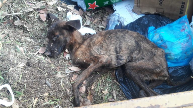 Cachorro doente e muito debilitado é descartado dentro de uma caçamba de lixo, em Catalão