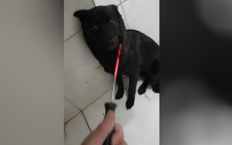 Homem é preso suspeito de queimar cachorra para ameaçar ex, em Valparaíso