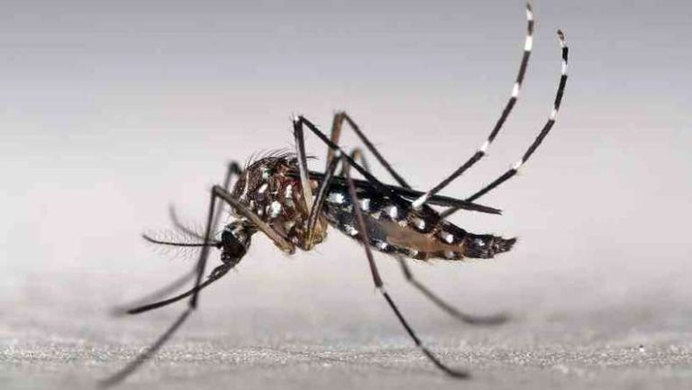 Saúde alerta para prevenção à dengue, zika e chikungunya