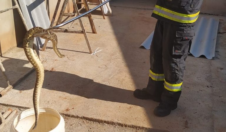 Cascavel é retirada de obra em Catalão