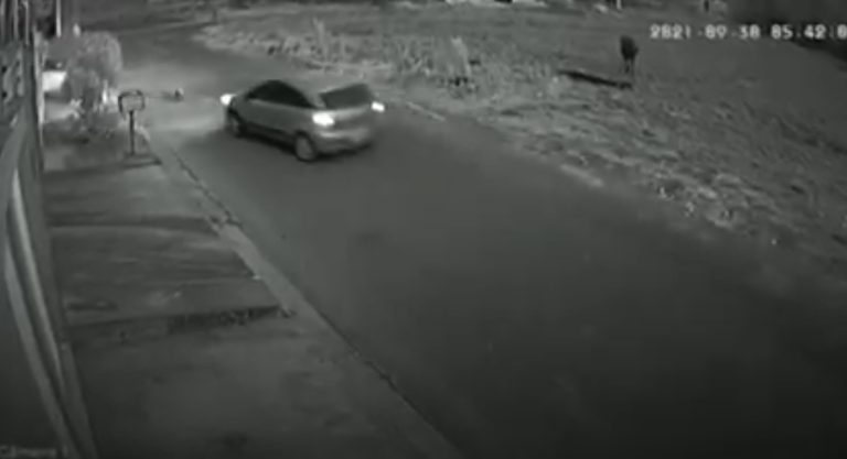 Motorista atropela e mata cachorro de rua propositalmente; veja vídeo