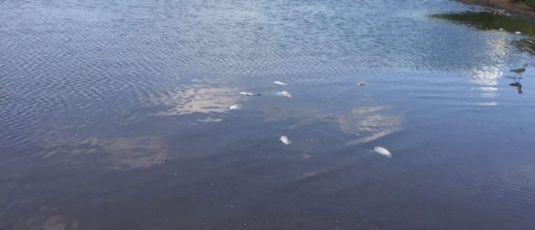 Peixes aparecem mortos na represa do Clube do Povo