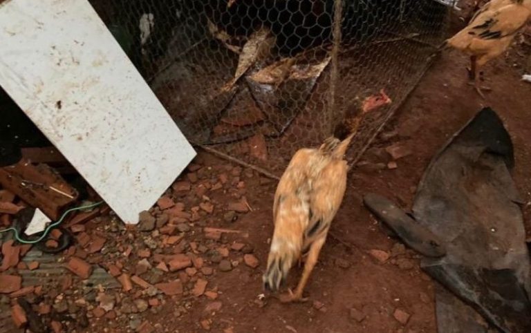 Doze pessoas acabam na delegacia após polícia encerrar rinha de galo em Catalão