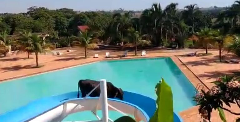 Boi escorrega em toboágua de clube no interior de SP; vídeo