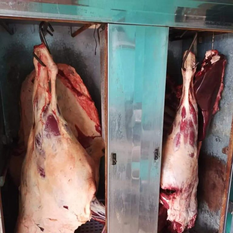 Dona de fazenda descobre que peão furtava gado dela e vendia para açougue de Catalão: ‘indignada’