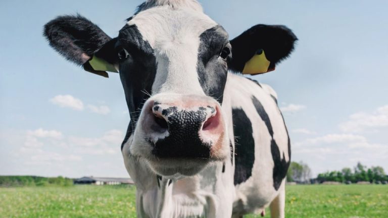 Fiocruz confirma duas pessoas com suspeita da ‘doença da vaca louca’