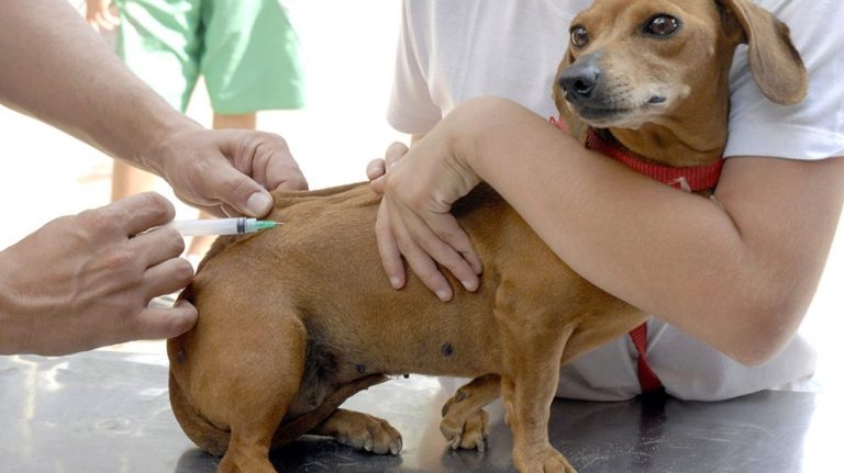 Vacina contra raiva em cães e gatos acontece no próximo sábado (04/12); nos distritos de Pires Belo e Santo Antônio aplicação acontece hoje e amanhã