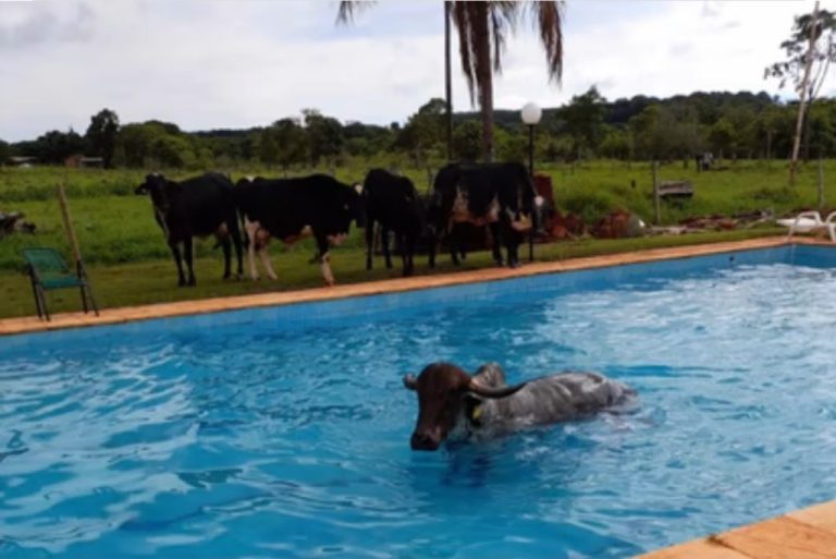 Após cair em piscina, vaca é resgatada em fazenda de Anápolis