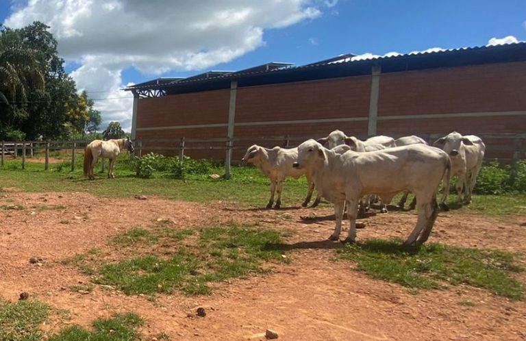 Idoso fica ferido após levar coice em fazenda, em Três Ranchos