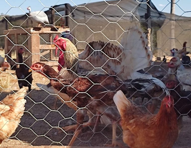 Criador de frango tem quase toda fazenda furtada em Catalão: “agora é recomeçar tudo novamente”