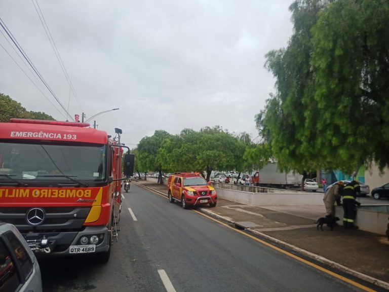 Bombeiros de Catalão resgatam cachorro de dentro do Córrego Pirapitinga