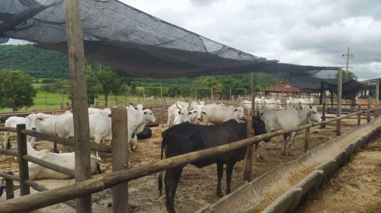 Batalhão Rural da Polícia Militar de Goiás recupera 34 cabeças de gado em parceria com a PM mineira