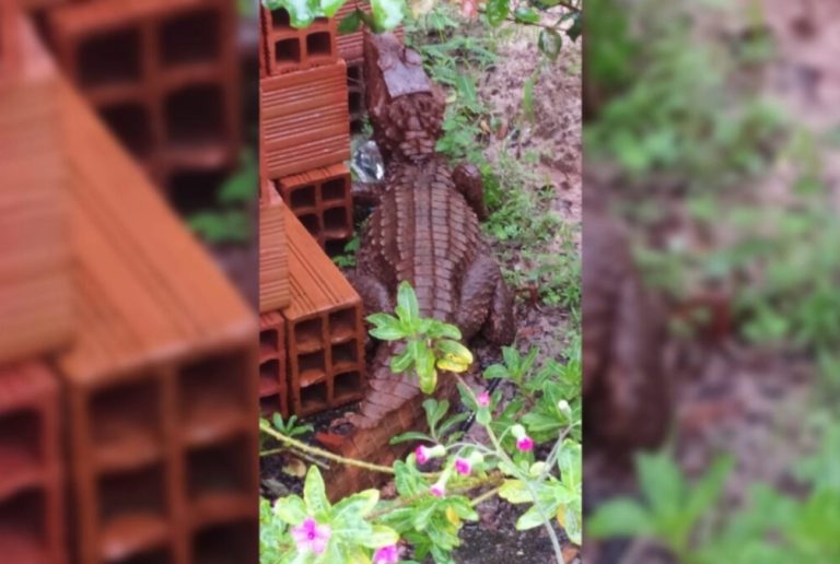 Jacaré é encontrado em calçada de Urutaí