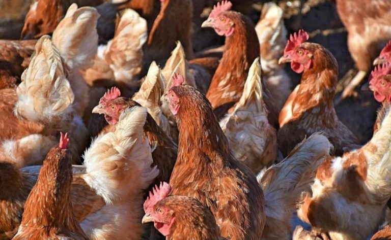 Onda de calor mata 400 mil galinhas no Uruguai