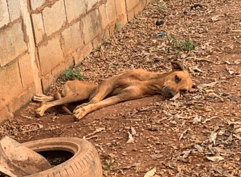 Polícia Civil instaura inquérito para apurar se houve maus-tratos em canil de Goiandira; “morte de cachorro não se deu por falta de alimentos, mas sim por brigas”, afirma delegado