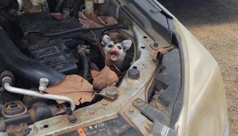 Família de gambás é resgatada em motor de carro em Catalão