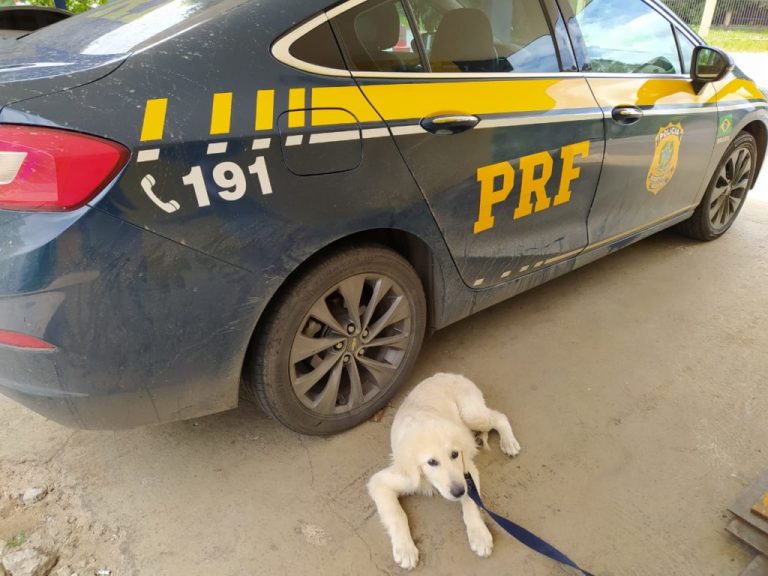 Em Goiânia, mulher é presa por maus tratos ao seu próprio animal de estimação; cão era transportado em más condições