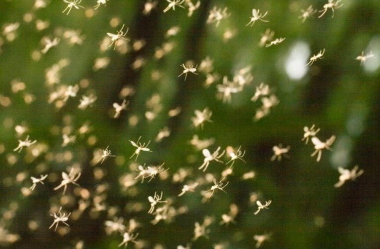 GOIÁS REGISTRA PRIMEIRA MORTE POR DENGUE EM 2022