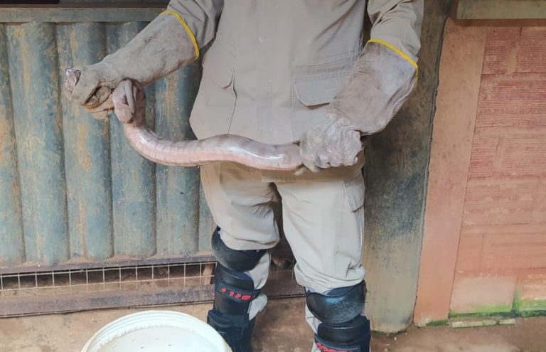 Cobra é encontrada dentro de abrigo de cães em Goiandira