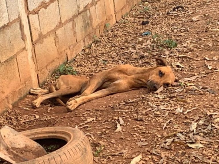 Três servidores são indiciados por maus-tratos de cachorros no CTA de Goiandira