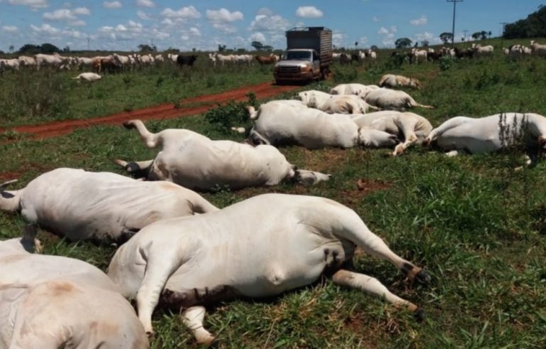 FIO DE ENERGIA CAI EM PASTO E MATA MAIS DE 30 VACAS EM FAZENDA