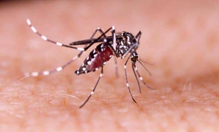 QUATRO BAIRROS DE CATALÃO ASCENDEM MAIOR ALERTA DE DENGUE; VEJA QUAIS SÃO