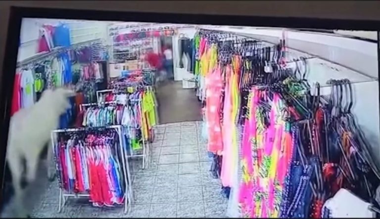 VACA FOGE DO MATADOURO, INVADE LOJA E PROVOCA CORRERIA: ‘LEVOU TUDO PELA FRENTE’