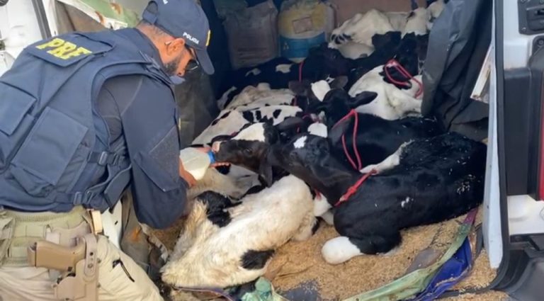 BEZERROS SÃO FLAGRADOS SENDO TRANSPORTADOS EM BAGAGEIRO DE VAN: ‘ESTAVAM DEBILITADOS’