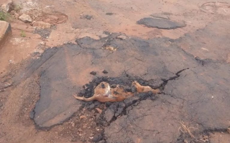 MORADOR DENUNCIA QUE TAPARAM BURACO NO ASFALTO COM CACHORRO DENTRO, EM ITUMBIARA