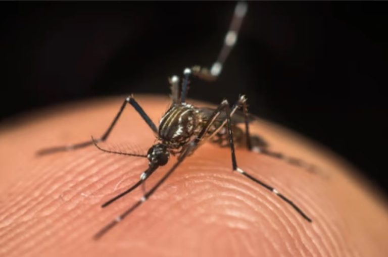 CASOS DE DENGUE EM GOIÁS AUMENTAM 260% NA COMPARAÇÃO COM O INÍCIO DE 2021