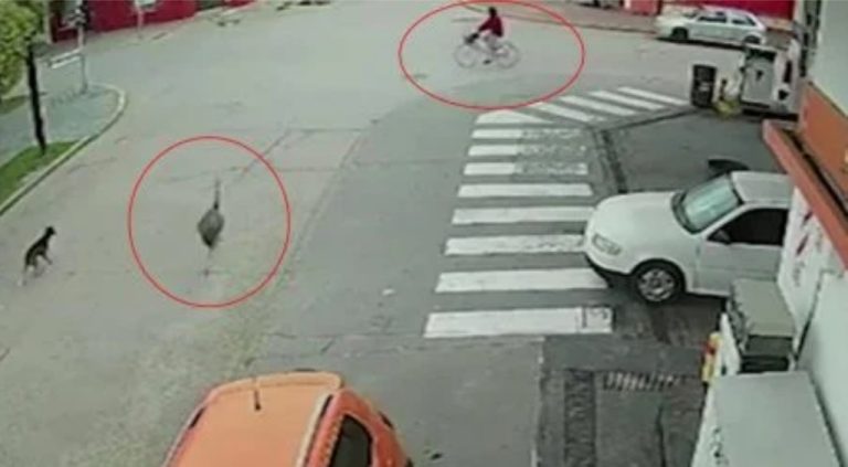 CICLISTA É ATROPELADA POR AVESTRUZ EM FUGA NA ARGENTINA