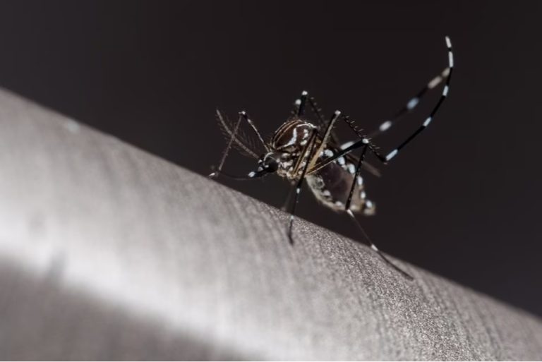 GOIÁS CHEGA AO 1º LUGAR NO RANKING DE CASOS DE DENGUE NO BRASIL