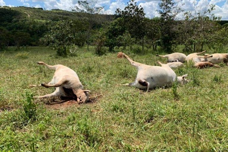 CABO SE ROMPE E MATA 13 VACAS PRENHAS ELETROCUTADAS, EM GIRASSOL-GO