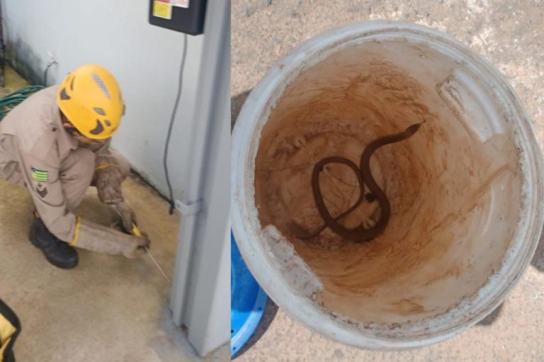 BOMBEIROS DESMONTAM PORTÃO DE GARAGEM PARA RESGATAR COBRA, EM CATALÃO