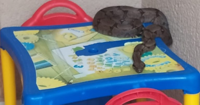 BOMBEIROS RETIRAM COBRA EM CIMA DE BRINQUEDO DE CRIANÇA EM RESIDÊNCIA DO LOTEAMENTO ESTRELA, EM CATALÃO