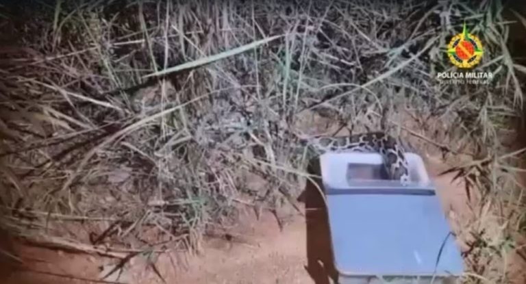 COBRA PÍTON É SOLTA POR ENGANO APÓS SER CONFUNDIDA COM JIBOIA POR PMS, NO DF