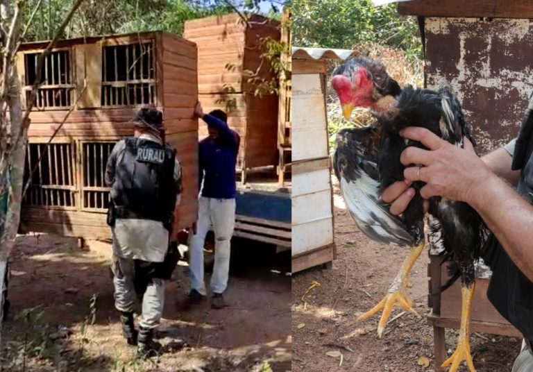 QUASE 40 GALOS SÃO APREENDIDOS EM SUPOSTO LOCAL DE RINHA, EM TRÊS RANCHOS
