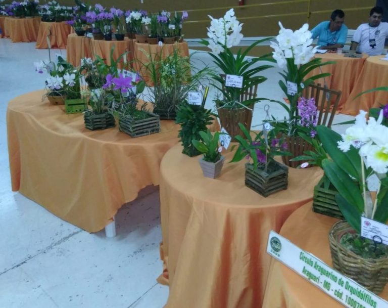 ACONTECE: 16ª MOSTRA DE ORQUÍDEAS ACONTECE NESTE FINAL DE SEMANA, EM CATALÃO
