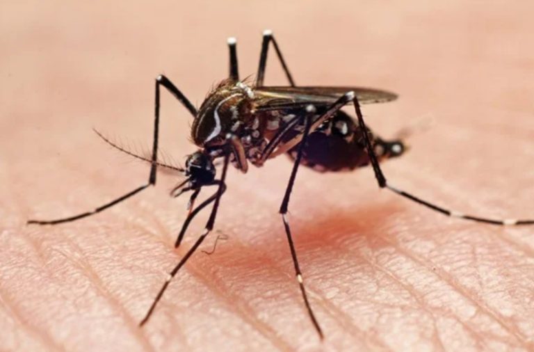 COM SURTO DE DENGUE, BRASIL JÁ CHEGA AO MESMO PATAMAR DE CASOS DE 2021