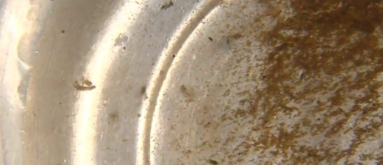 QUATRO PESSOAS MORREM POR DENGUE E OUTRAS CINCO SEGUEM SENDO INVESTIGADAS; 400 CASOS FORAM  CONFIRMADOS EM UMA SEMANA, EM CATALÃO